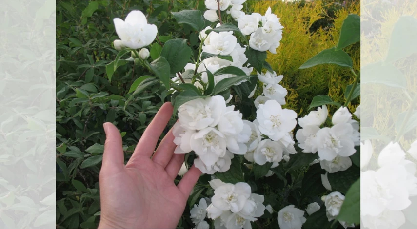 чубушник посадка