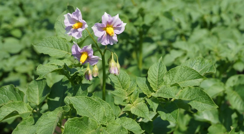 чем обработать картофель от фитофторы