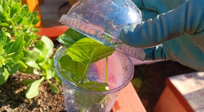 гортензия черенками летом