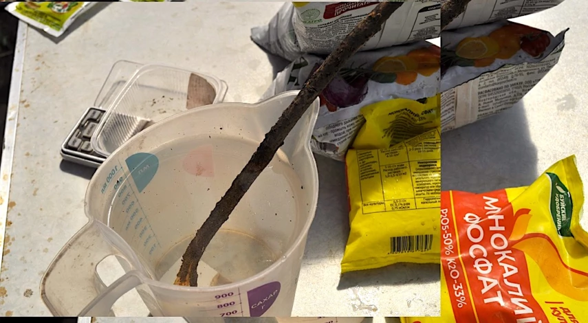 подкормка гортензии лимонной кислотой летом