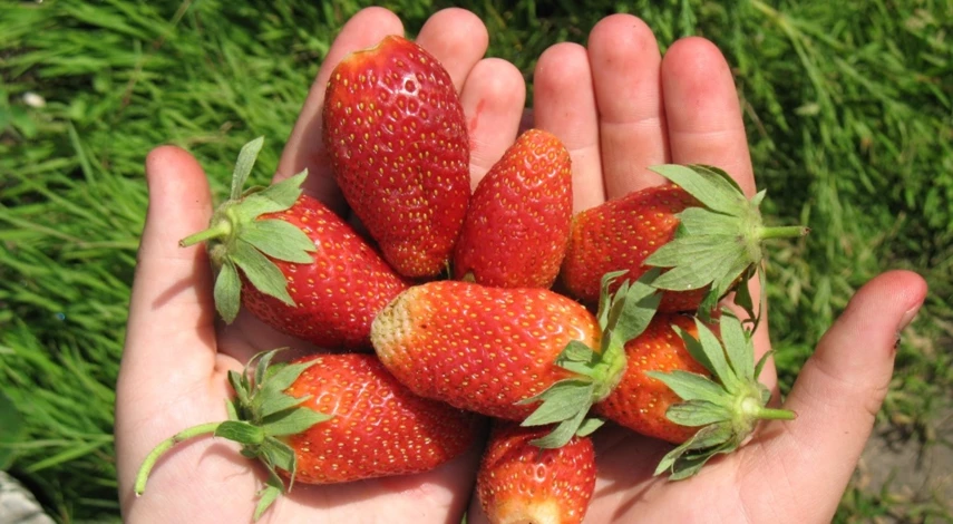 сорт земляники царица