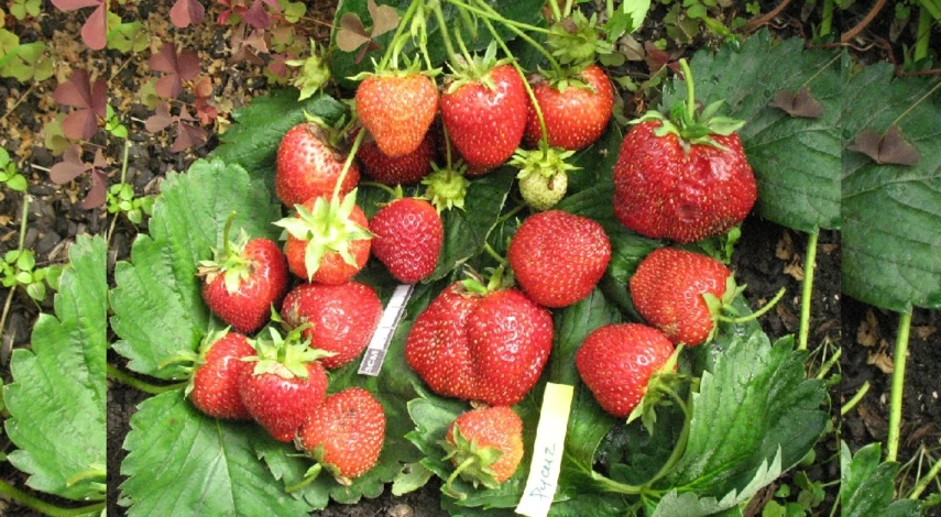 сорт земляники русич