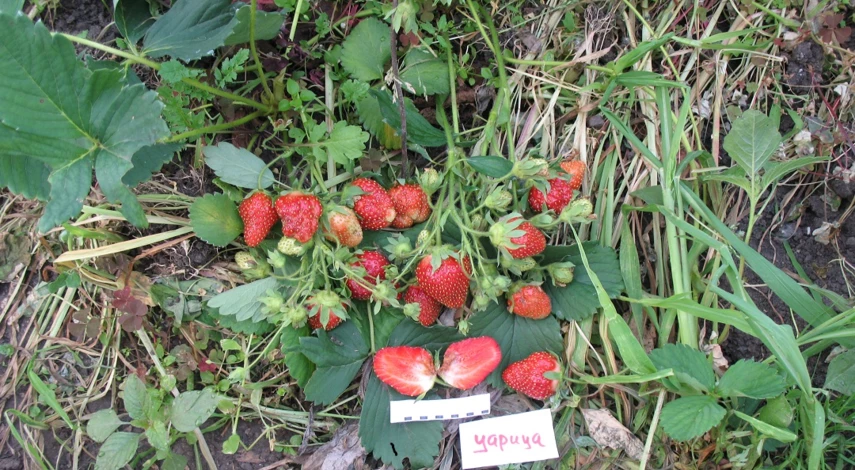 сорт царица клубника