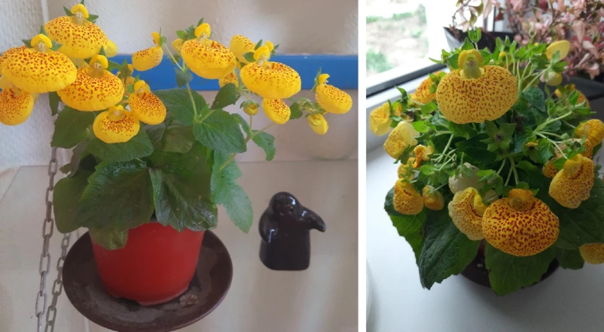 кальцеолярия