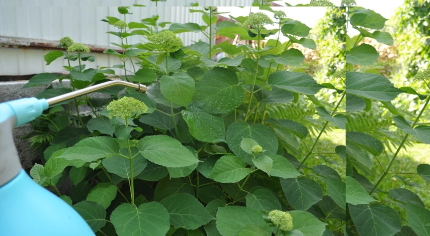 подкормка гортензии для цветения