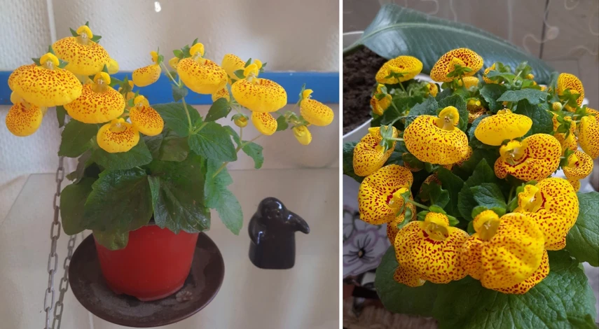 кальцеолярия