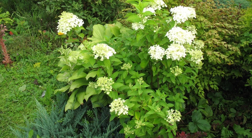 подкормка гортензии лимонной кислотой пропорции