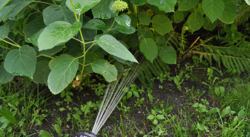 гортензия уход подкормка