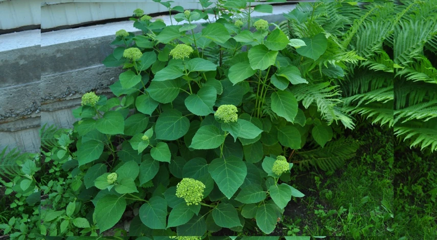 чем подкормить гортензию летом в открытом грунте