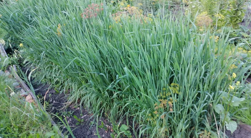 овес сидерат летом