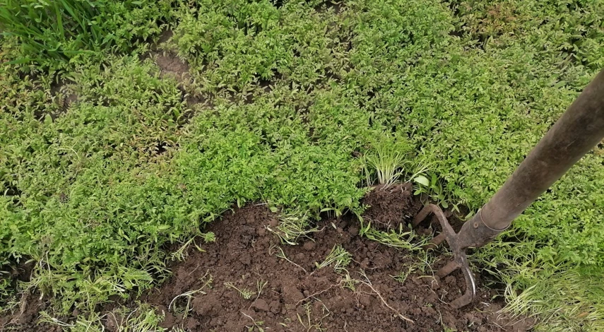 фацелия сидерат летом