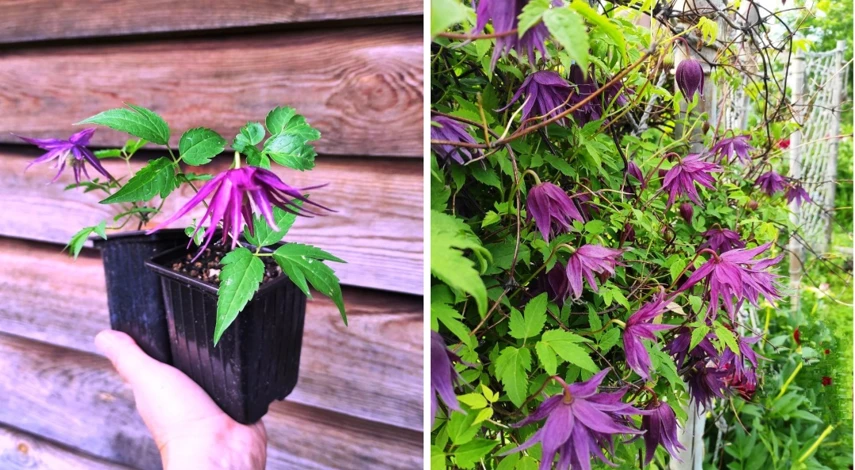 выращивание княжика