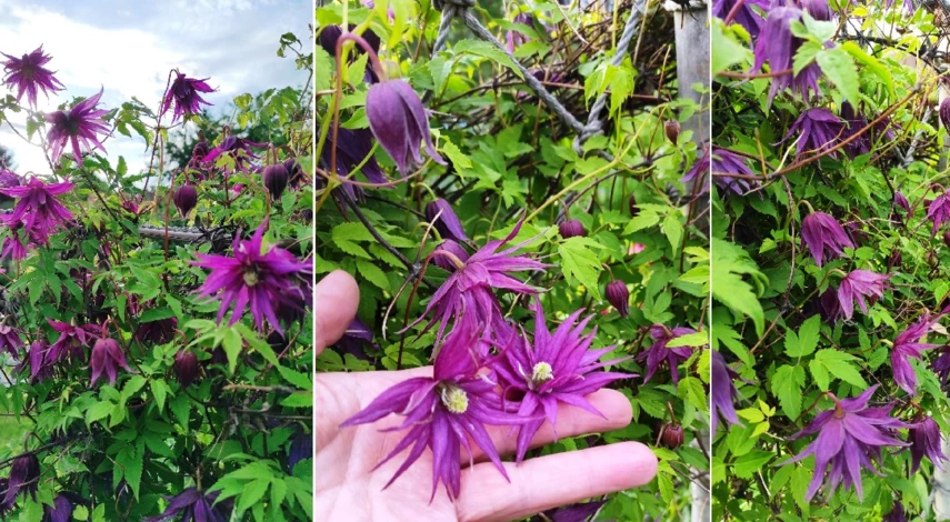 княжик сорт октопус