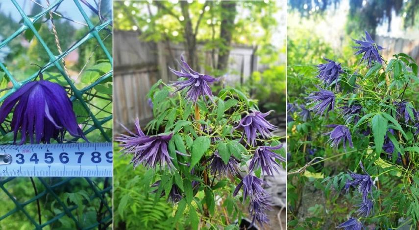 фиолетовые сорта княжика