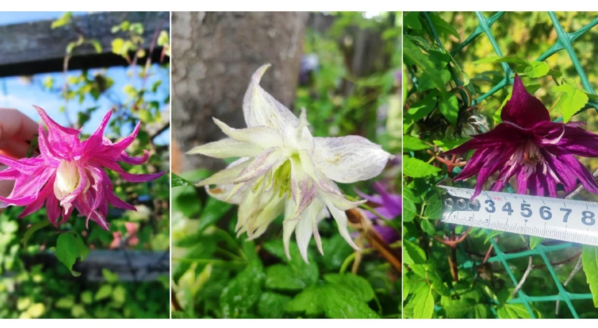 какие сорта княжика