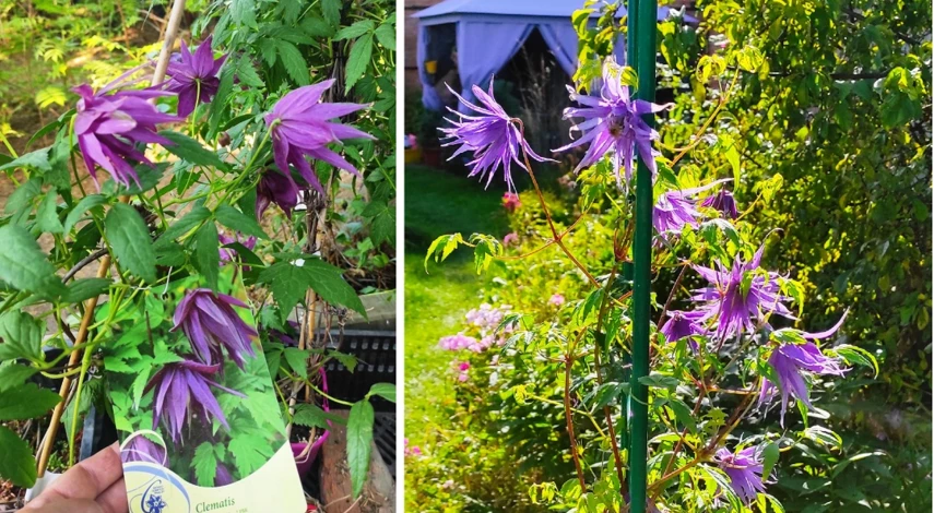 княжики в дизайне сада