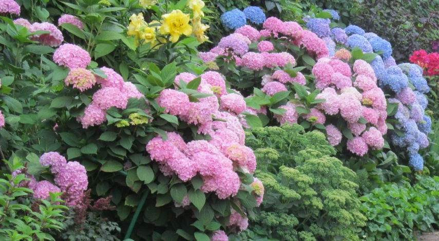 чем подкормить крупнолистную гортензию в июле