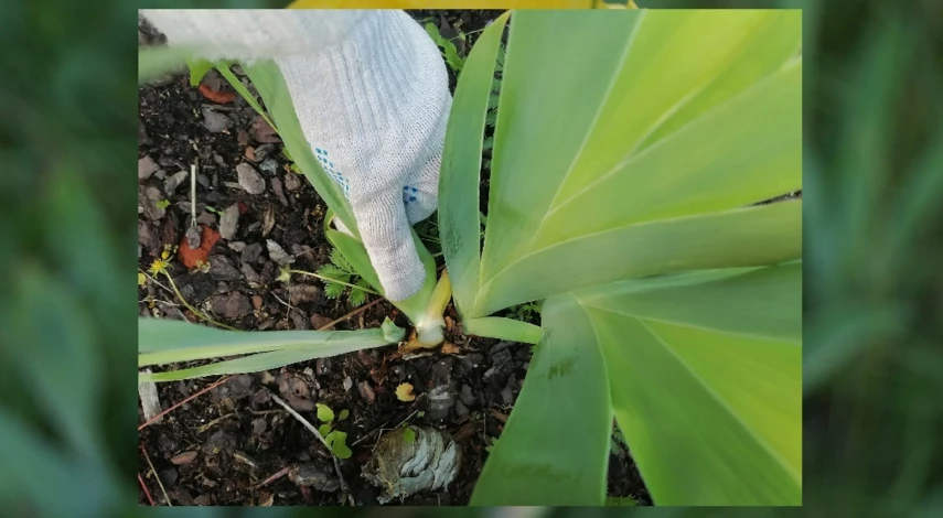 когда обрезать ирисы после цветения