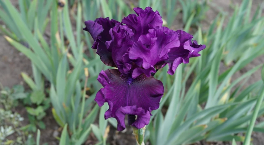 надо ли обрезать ирисы после цветения