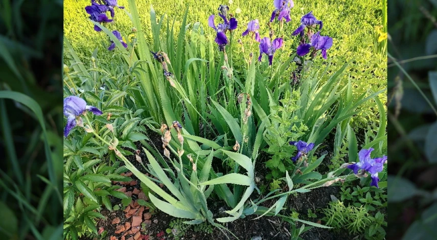 нужно ли обрезать ирисы после цветения