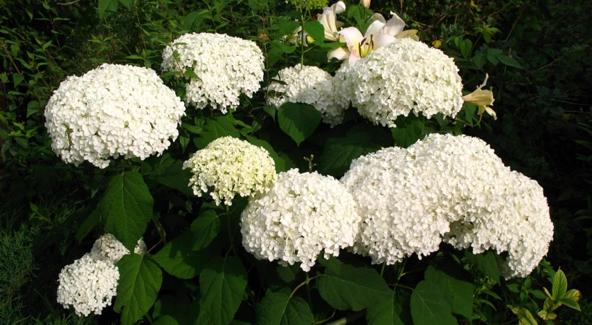 чем подкормить гортензию в июле