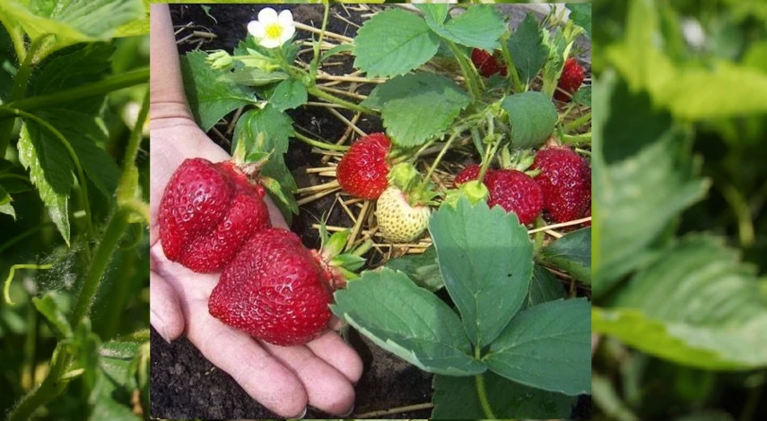 сорт земляники Даренка