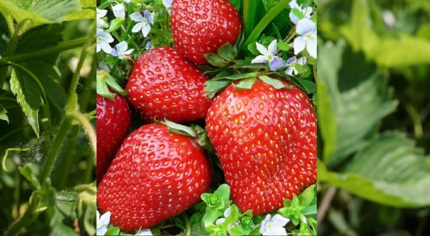 сорт земляники ромашка фестивальная