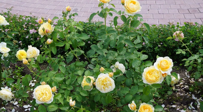 английские розы