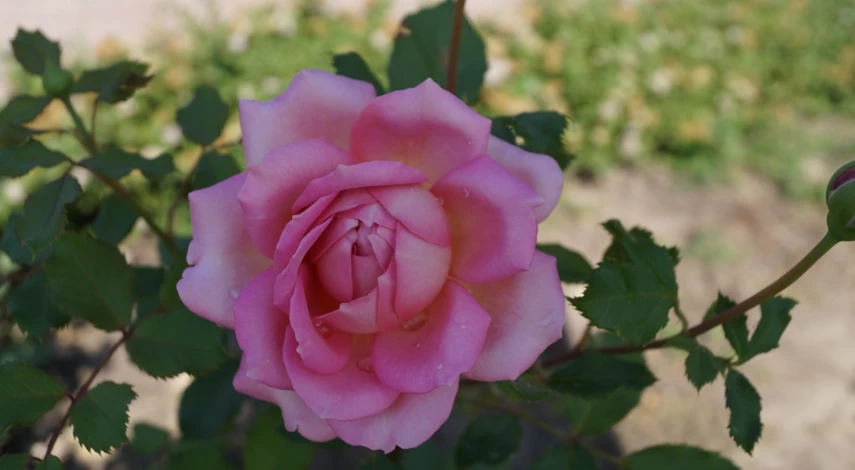 сорта английских роз