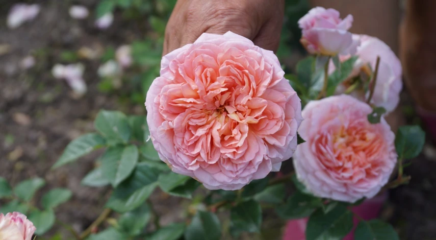 сорт абрахам Дерби