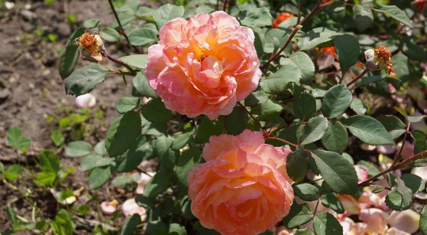 сорт Леди Эмма Гамильтон