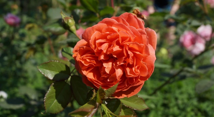 сорт Саммер Сонг