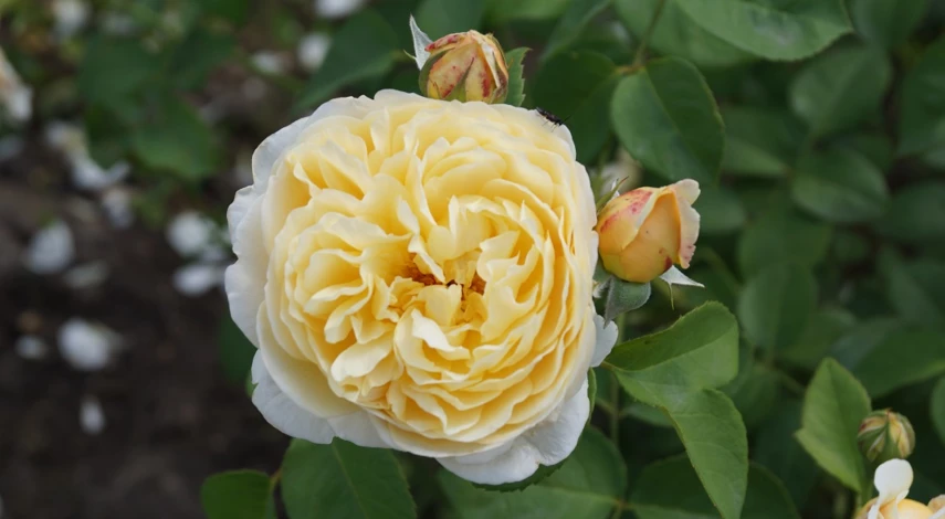 сорт Шарлотт