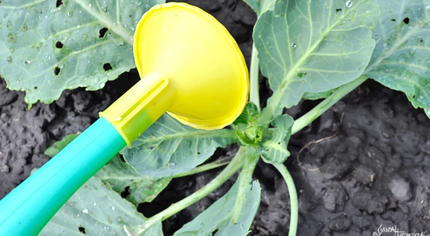 подкормка капусты в июле в открытом грунте