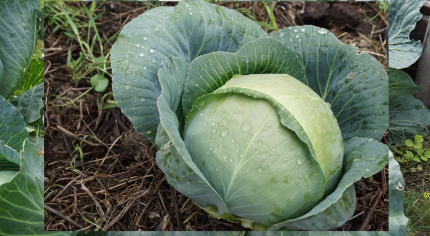 подкормка капусты для завязывания кочанов в июле