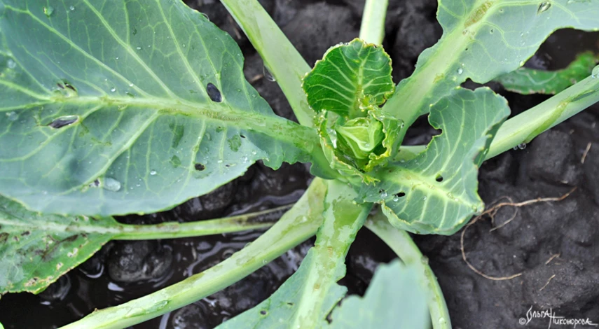 подкормка цветной капусты в июле