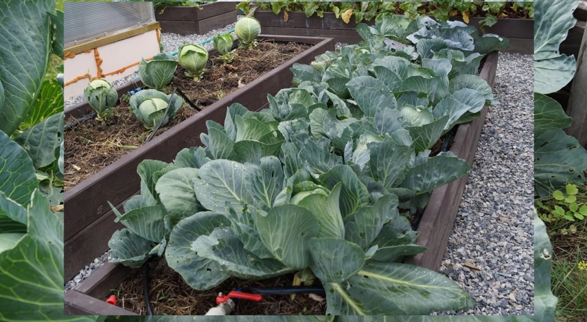 чем подкормить капусту в июле