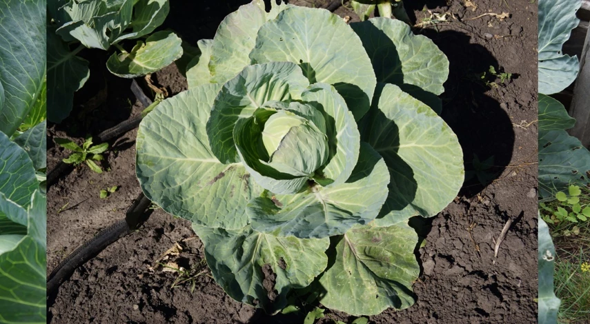 чем подкормить капусту в июле для кочана