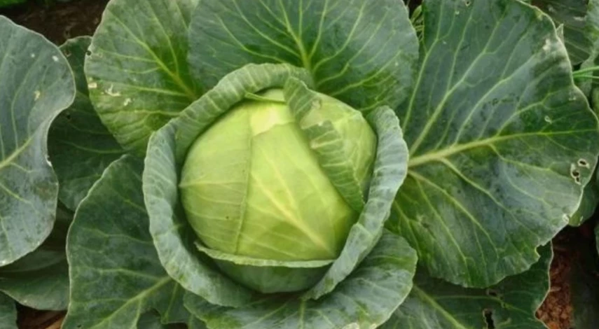 подкормка капусты для больших кочанов