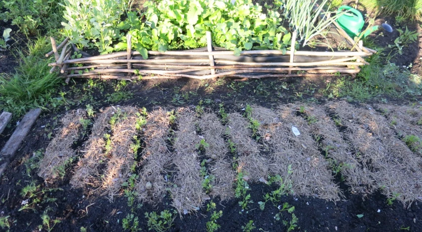 хвоя для мульчи