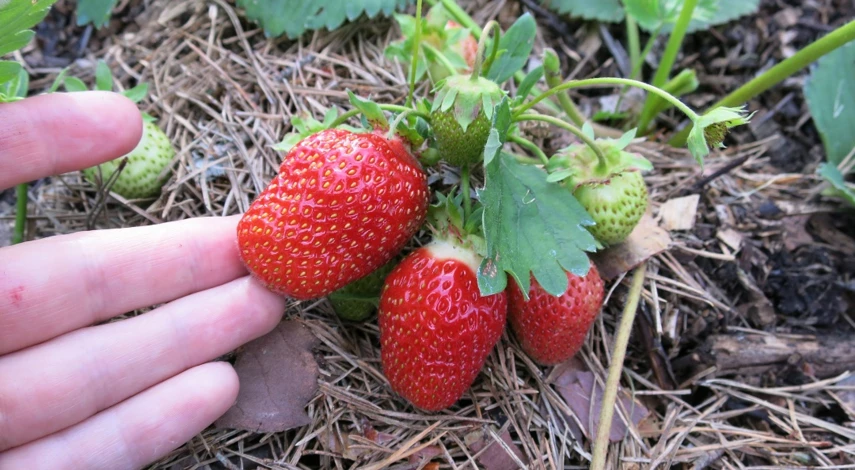 опилки для мульчи