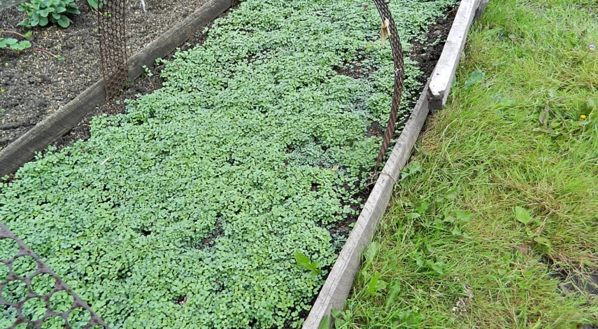 что с чем нельзя сажать