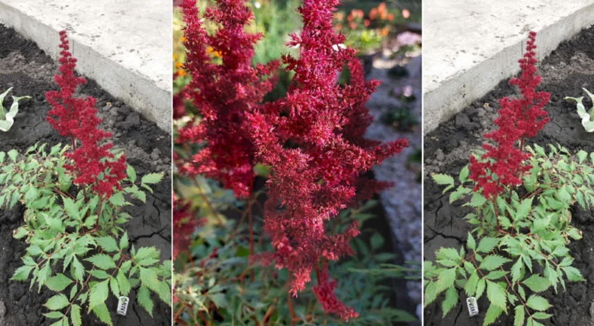 астильба уход