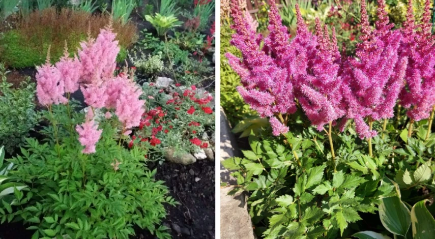 астильба описание