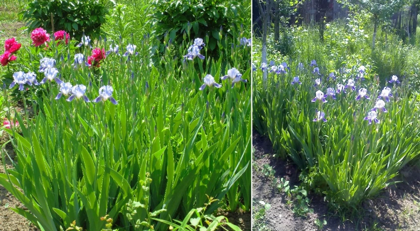 ирис стрижка