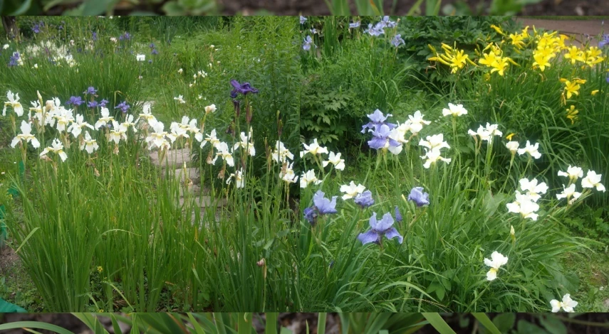 осле цветения ирисов нужно обрезать листья