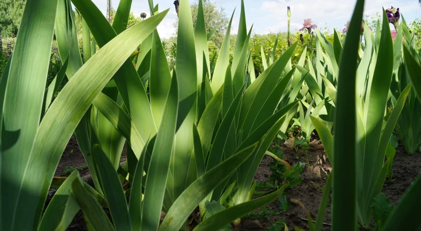 обрезать ли цветоносы у ирисов после цветения