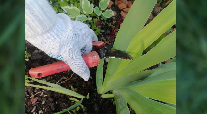 обрезка ирисов после цветения