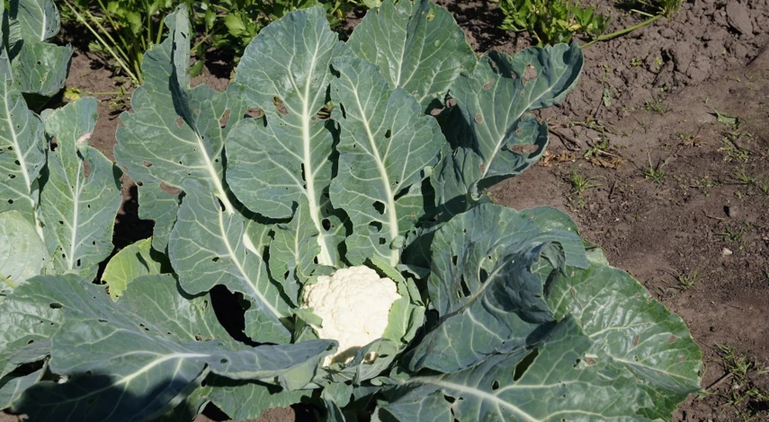 подкормка цветной капусты в июле