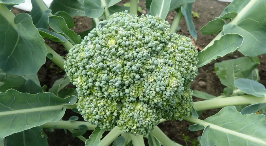 подкормка капусты брокколи в июле